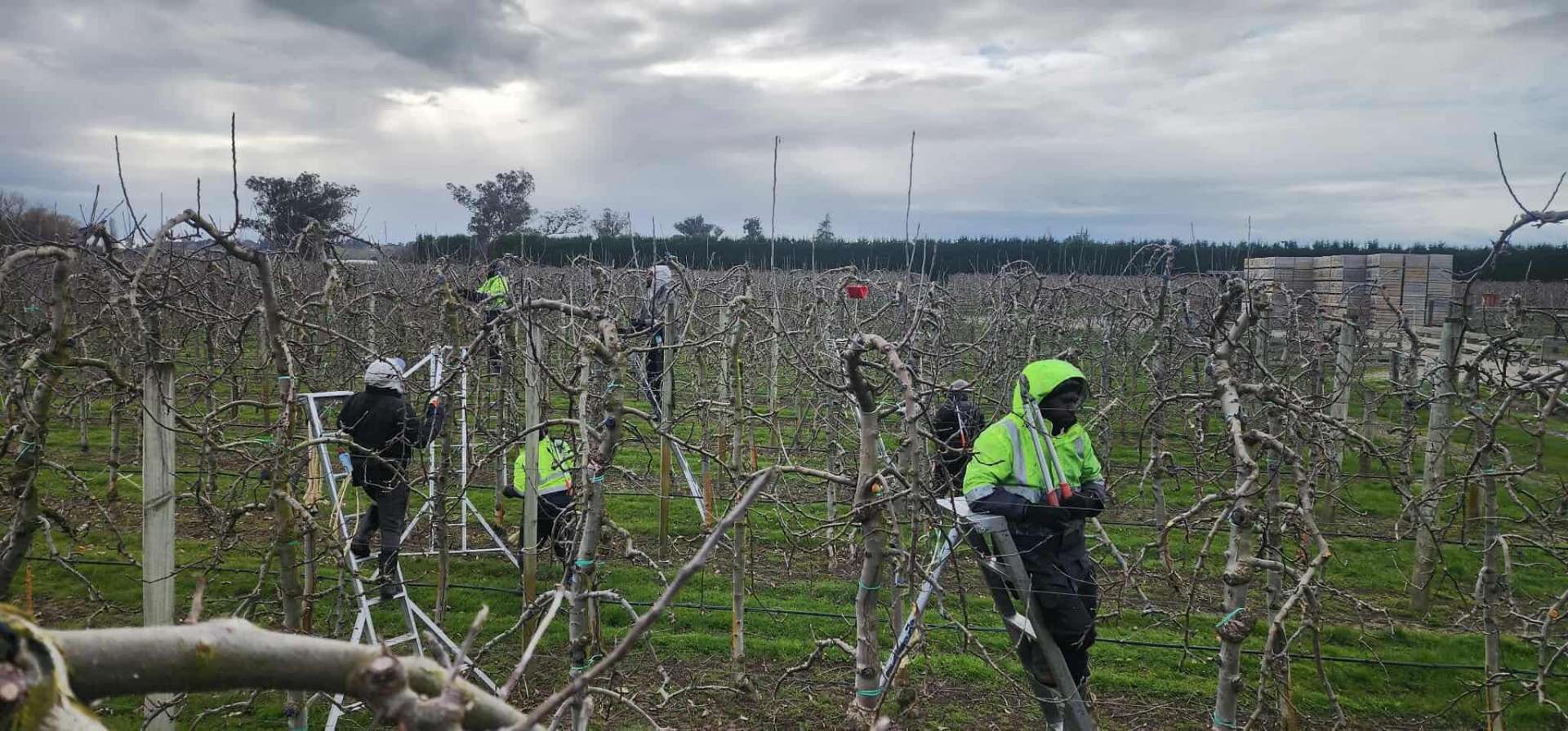 On the job β New Zealand orchards